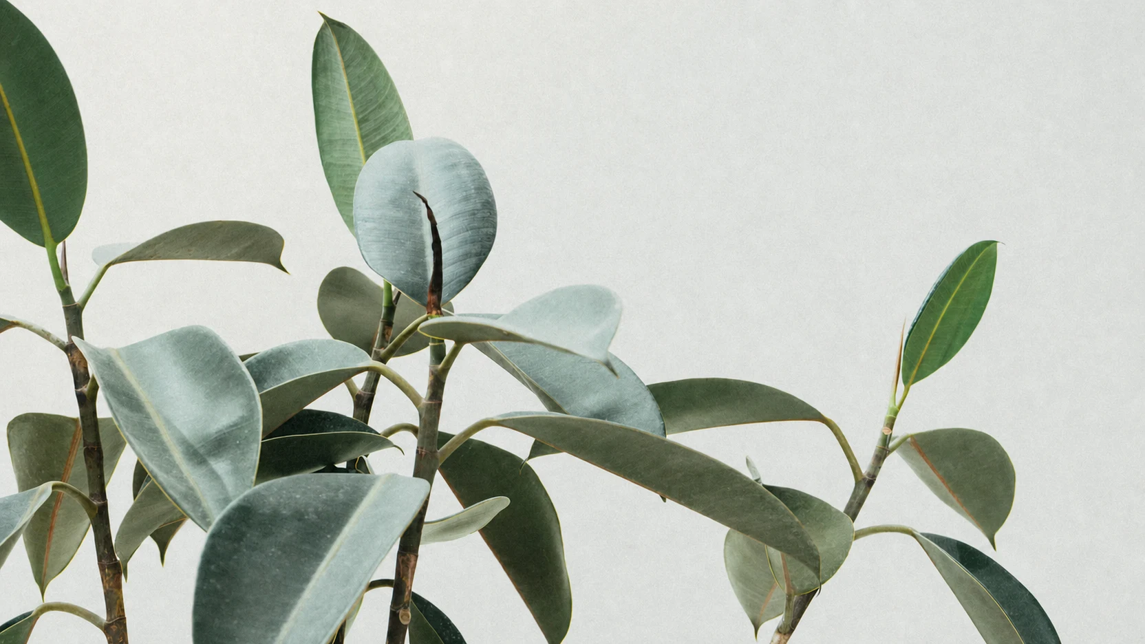 Green leaves on a plant